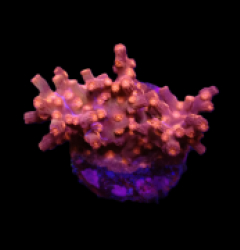 Cyphastrea decadia (frag) o 324