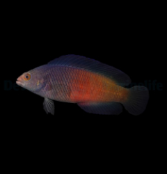 Cypho purpurascens (female)