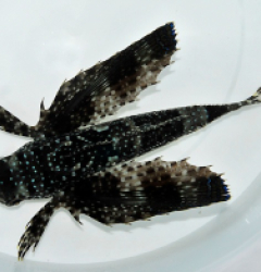 Dactylopterus volitans