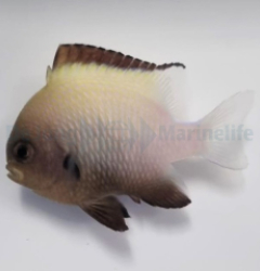 Dascyllus marginatus (Red Sea)