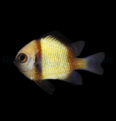 Dascyllus reticulatus