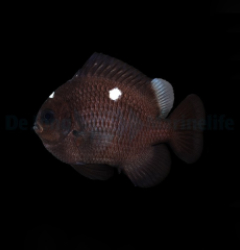 Dascyllus trimaculatus