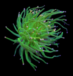 Euphyllia glabrescens (Cotton Candy) (1 hd.)