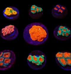 De Jong Marinelife (Acanthastrea Selection) o 158