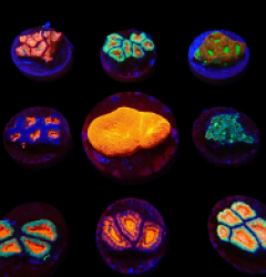 De Jong Marinelife (Acanthastrea Selection) o 394