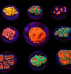 De Jong Marinelife (Acanthastrea Selection) o 618