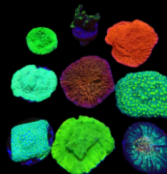 De Jong Marinelife (Budget Selection) o 313