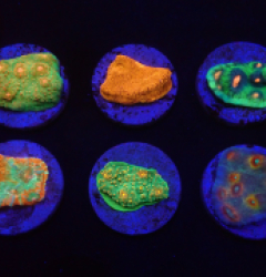 De Jong Marinelife (Chalice Selection) o 313