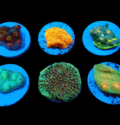 De Jong Marinelife (Chalice Selection) pb 116