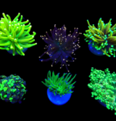 De Jong Marinelife (Euphylliidae Selection) o 095