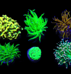 De Jong Marinelife (Euphylliidae Selection) o 175