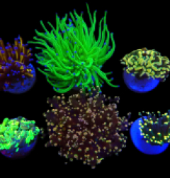 De Jong Marinelife (Euphylliidae Selection) o 224