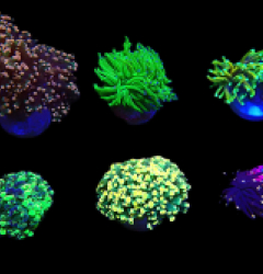 De Jong Marinelife (Euphylliidae Selection) (S) o 418