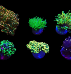 De Jong Marinelife (Euphylliidae Selection) (S) o 515