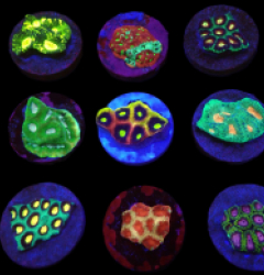 De Jong Marinelife (Faviidae Selection) o 178