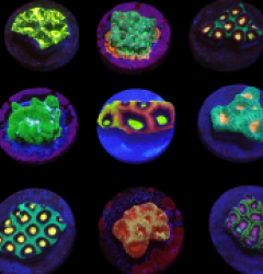 De Jong Marinelife (Faviidae Selection) o 327