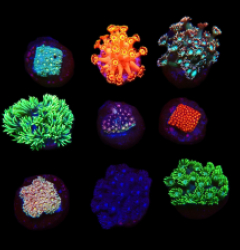 De Jong Marinelife (Goniopora Selection) o 666