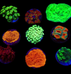 De Jong Marinelife (LPS Premium Selection) o 388