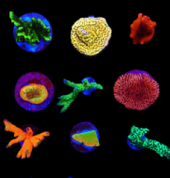 De Jong Marinelife (Montipora Selection) o 274