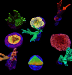 De Jong Marinelife (Montipora Selection) o 503