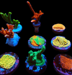 De Jong Marinelife (Montipora Selection) pb 304