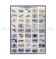 De Jong Marinelife Poster Fish Mix
