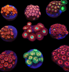 De Jong Marinelife (Zoanthus Selection) o 145