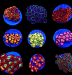 De Jong Marinelife (Zoanthus Selection) o 396