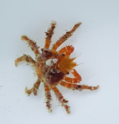 Decorator crab (Caribbean)