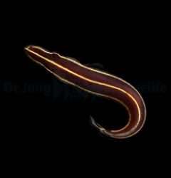 Diademichthys lineatus