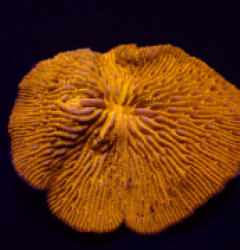 Cycloseris fragilis (Premium)