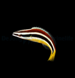 Diproctacanthus xanthurus