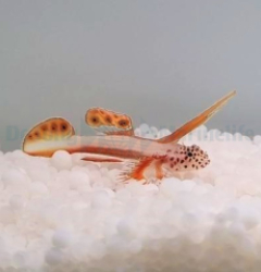 Discordipinna griessingeri