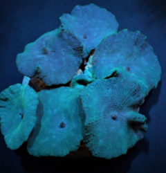 Discosoma coeruleus (Blue)