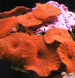 Discosoma ferrugatus (Red) (Grade A)