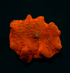 Discosoma spp. (Red) (Ultra) (per ear)