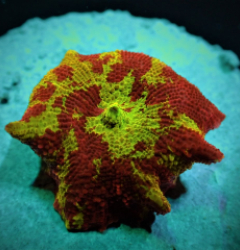 Discosoma spp. (Jawbreaker) (Grade A)