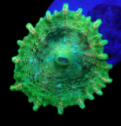 Discosoma neglecta (Green) (1 ear)