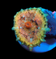 Discosoma neglecta (Premium) (Rare) pb 093