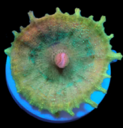 Discosoma neglecta (Premium) (per ear)