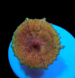 Discosoma neglecta (Premium) (Rare) pb 383