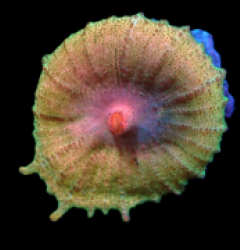 Discosoma neglecta (Premium) (Rare) pb 512