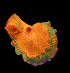 Discosoma sp. (Candy Crush Jawbreaker) (Rare) o 172