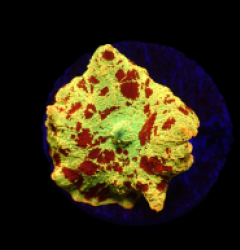 Discosoma sp. (Eclectus Jawbreaker) o 128