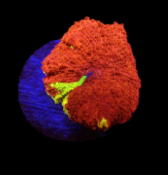 Discosoma sp. (Eclectus Jawbreaker) o 253