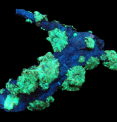 Discosoma sp. (Green Marbled) (L) pb 652