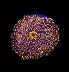Discosoma sp. (Interstellar) o 235