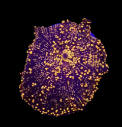 Discosoma sp. (Interstellar) o 655