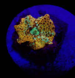 Discosoma spp. (Special Selected) (1 ear)