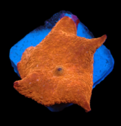 Discosoma sp. (Red Ultra) (L) pb 359